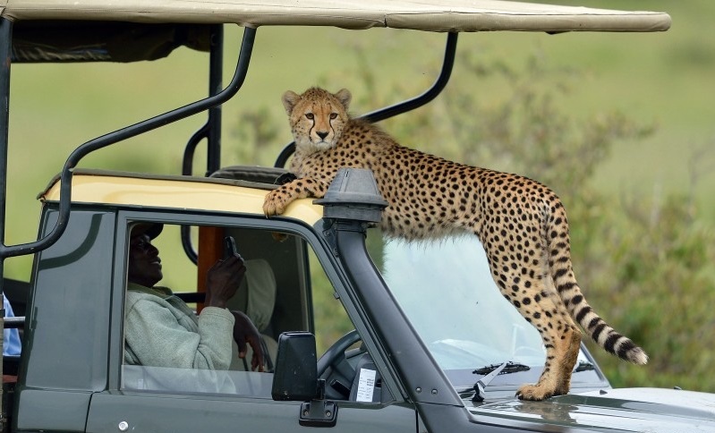 Гепарды удивили семью, совершавшую экскурсию по сафари парку: животные запрыгивали на машину