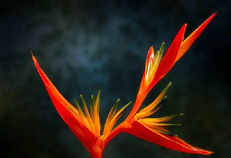 Вам подарили перуанскую лилию: что бы это могло значить? Значение 10 самых популярных цветов