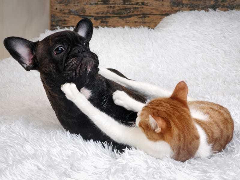 Щекотки, обнимашки, купание: кошки ненавидят эти вещи. Лучше не навязываться питомцу
