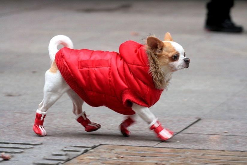 Забота выйдет боком: почему собак не нужно одевать даже в 30-градусный мороз