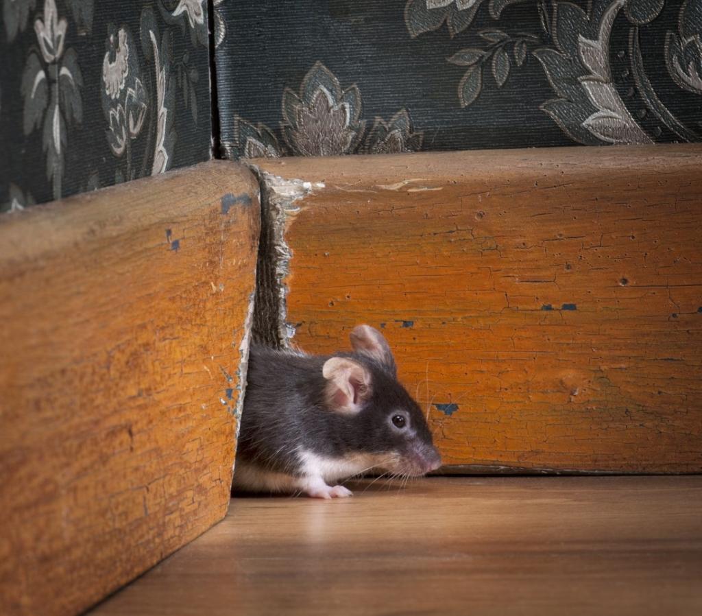 Как мыши забираются на шкаф