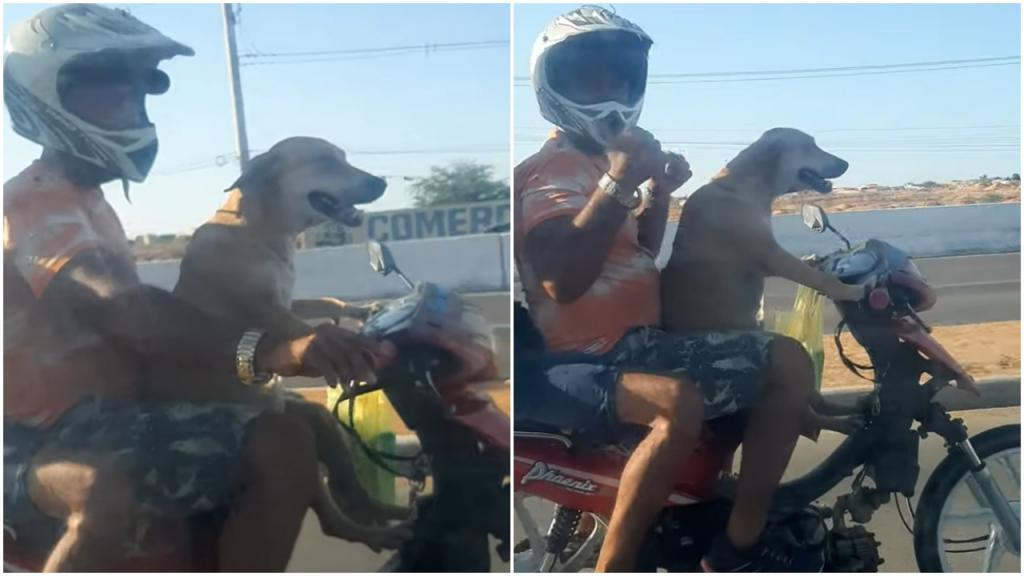 Езда на мотоцикле без шлема: интересно, как бы отреагировала полиция на собаку, нарушающую правила (видео)