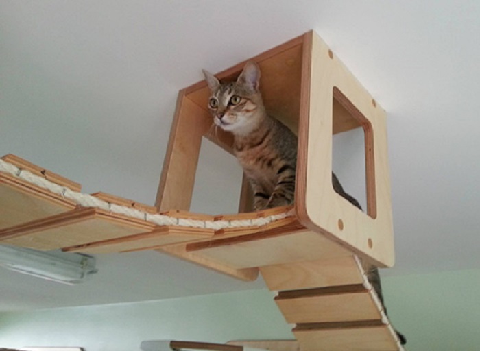Настоящее приключение для питомцев! Люди превращают свои дома в игровые комнаты для кошек