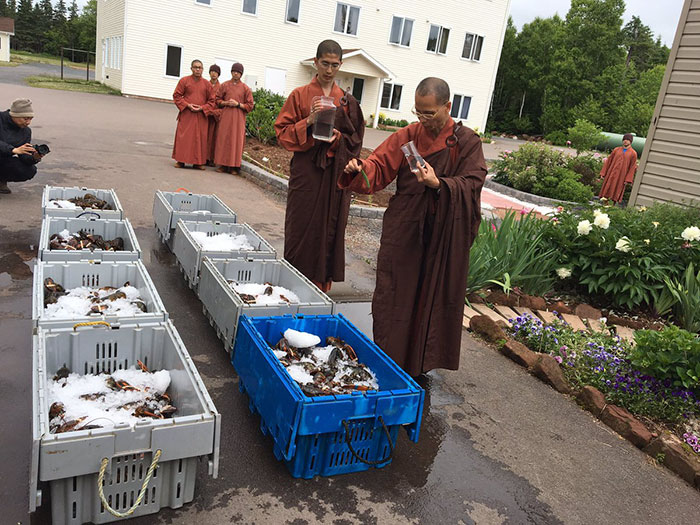 Каждая жизнь важна: монахи выкупили несколько ящиков омаров у местных рыбаков и выпустили их в море