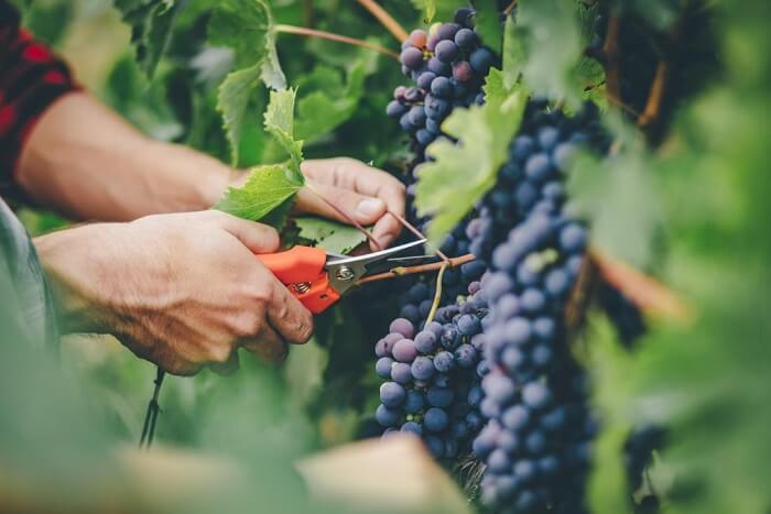 10 научно доказанных причин, почему виноград очень полезен для здоровья. Улучшает зрение, повышает настроение, снижает уровень сахара и многое другое