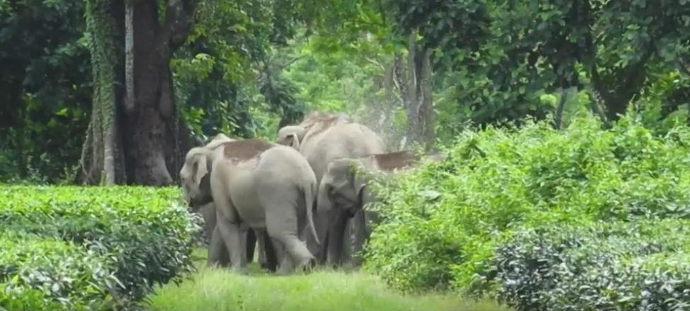 Первая в мире чайная плантация, где слонам только рады