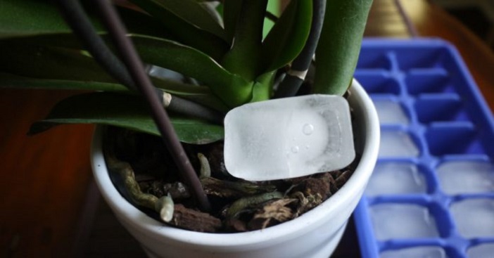 Положите кубик льда в горшок с орхидеями: 5 необычных советов по выращиванию комнатного растения