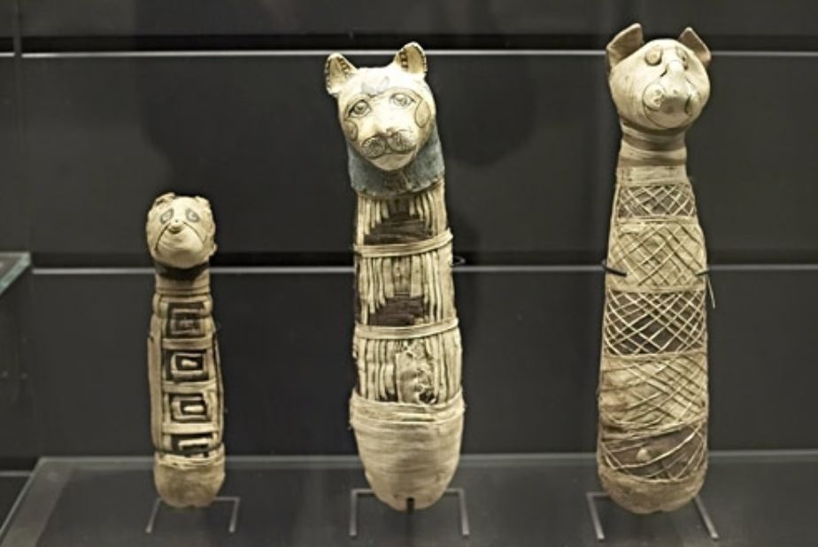 Три хвоста и несколько задних ног: раскрыто загадочное содержание древней мумии кошки