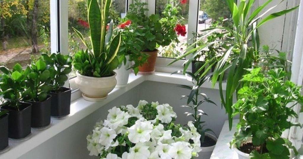 Комнатные растения имеют много преимуществ, но чистый воздух не является одним из них, говорят эксперты