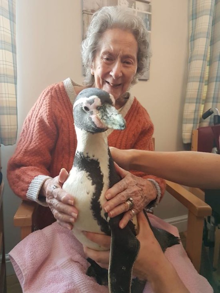 99 летняя Джойс Гарднер мечтала увидеть живого пингвина. И ее желание исполнилось