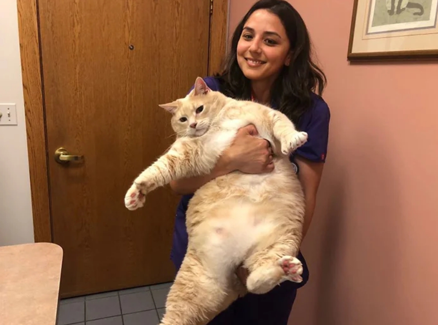 Милый рыжий жиртрест: Пара забрала из приют супер-мега-толстого кота