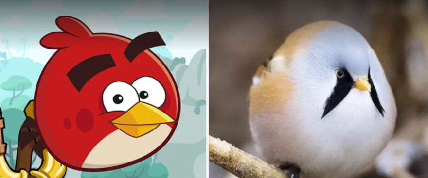 Злые птички из Angry Birds есть в природе - это вполне милые усатые синицы