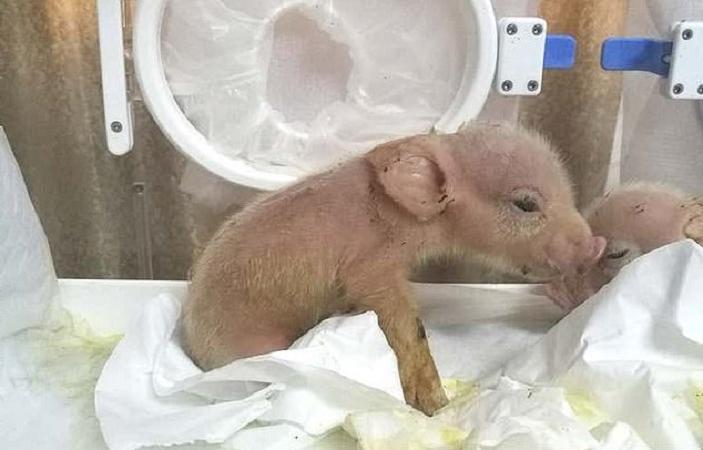 В Китае ученые вывели гибридов обезьян и свиней: революционная попытка выращивать органы для трансплантации внутри животных