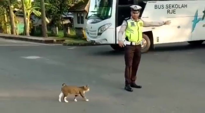 Внимательный и добрый полицейский помог кошке пересечь дорогу: остановил движение и пропустил животное