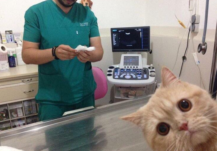 В России могут ввести обязательное микрочипирование домашних животных. Операция считается безвредной, но ветеринары говорят об обратном