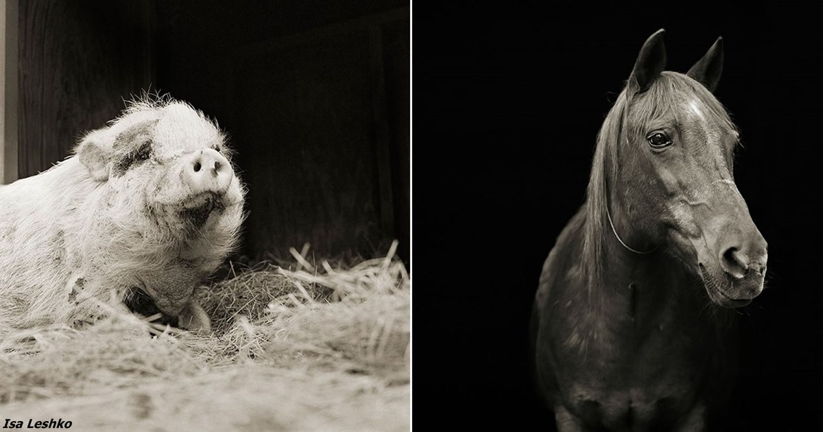 «Разрешено стареть». 28 фотографий животных, которые спаслись от скотобойни