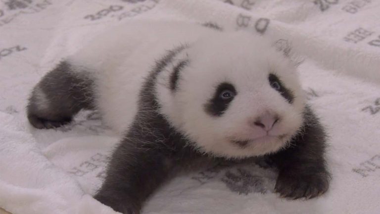 В семействе панд родились близнецы: они настолько милые, что для них приготовили специальную кровать