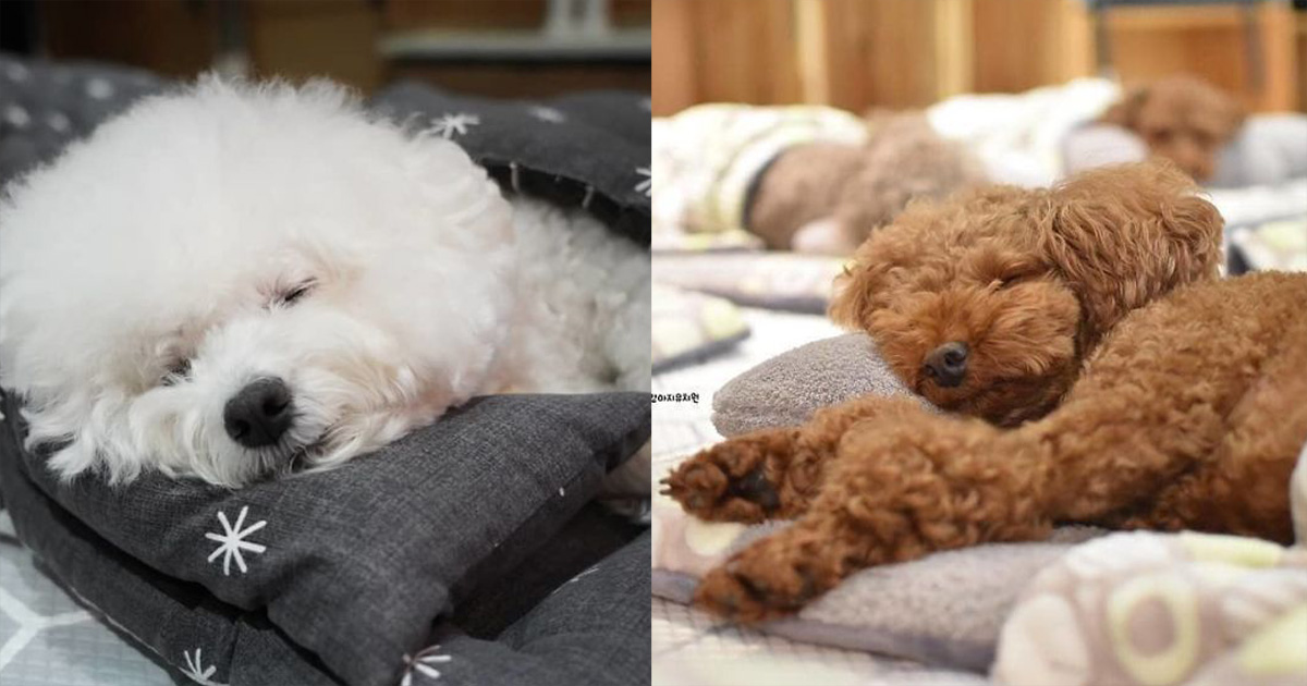 Фотографии спящих щенков в детском саду для собак покорили интернет