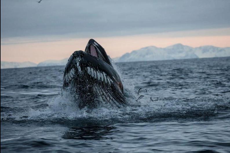 Ученые подтвердили свою догадку: горбатые киты  пасут  лососей своими плавниками