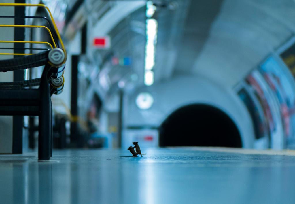 Забавное событие в Лондонском метро. Фото дерущихся мышей - самое эпичное за последний год