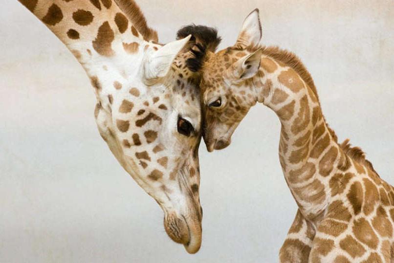 Какими родителями могут быть животные: 10 трогательных фотографий