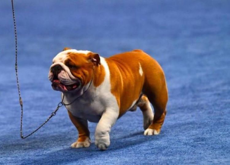 Впервые на выставке собак в США бульдог занял первое место