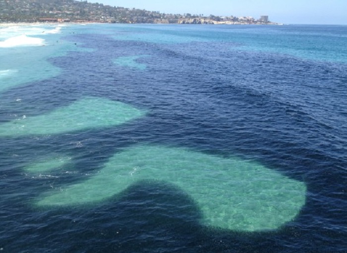 В море Южной Калифорнии собрался огромный косяк анчоусов: это выглядит как гигантское нефтяное пятно