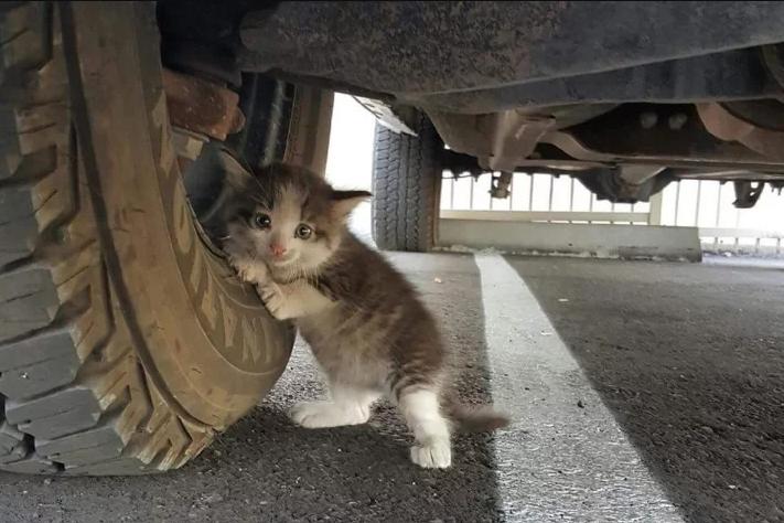 Как поймать испуганного котенка на улице: советы работника приюта для бездомных животных