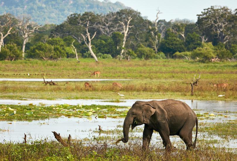 Туристы составили свой топ самых красивых национальных парков Шри-Ланки: почему национальный парк 