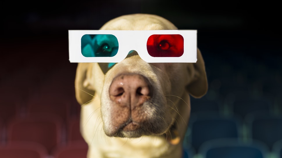 Билет для пса, пожалуйста! В кинотеатрах Великобритании можно посмотреть знаменитый мюзикл  Кошки  вместе с собакой