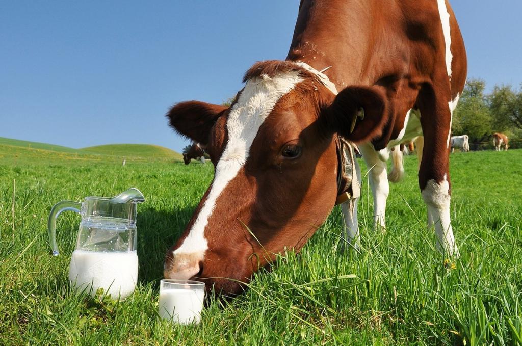 Пить или не пить: что думают врачи и ученые о пользе и вреде молока