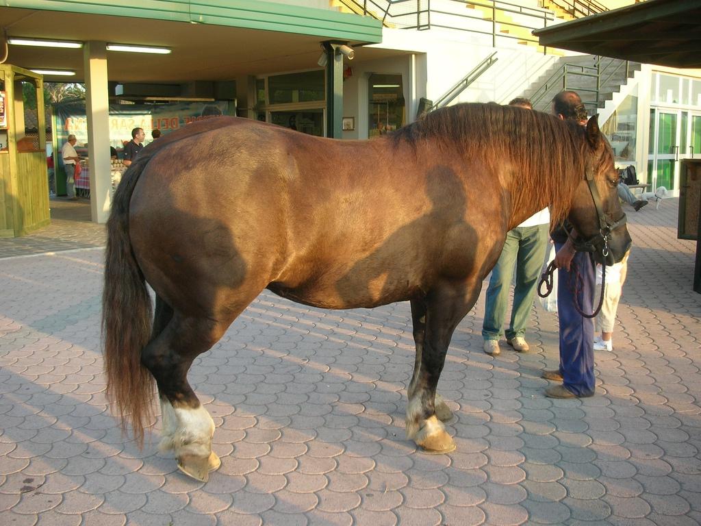 Толстушки с жеребцами. Фэт Хорс. Хорсе фат Horse fat. Толстый конь. Толстая лошадь.