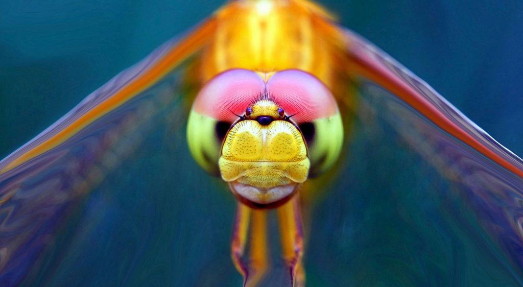 Редкие фотографии, позволяющие разглядеть симметричную красоту насекомых: такие фото поменяют ваше мнение об их уникальности
