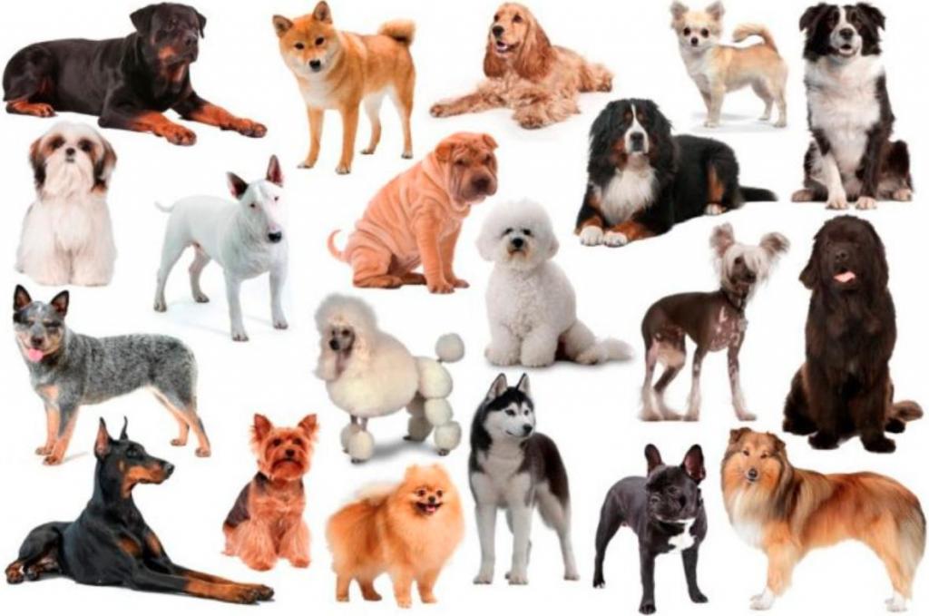 Все породы собак картинки