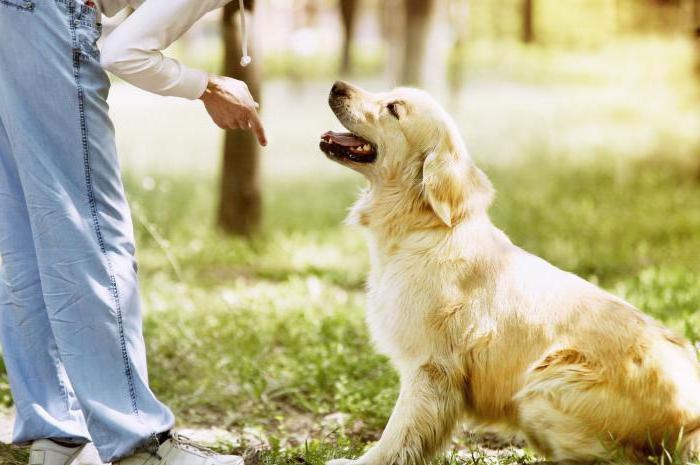 Дрессировать с добротой: ученые выявили долгосрочный вред для собак при агрессивных методиках