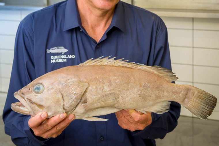 Жители Австралии несколько лет ели неизвестную рыбу: существа, о которых ученые узнали только в 2019 году