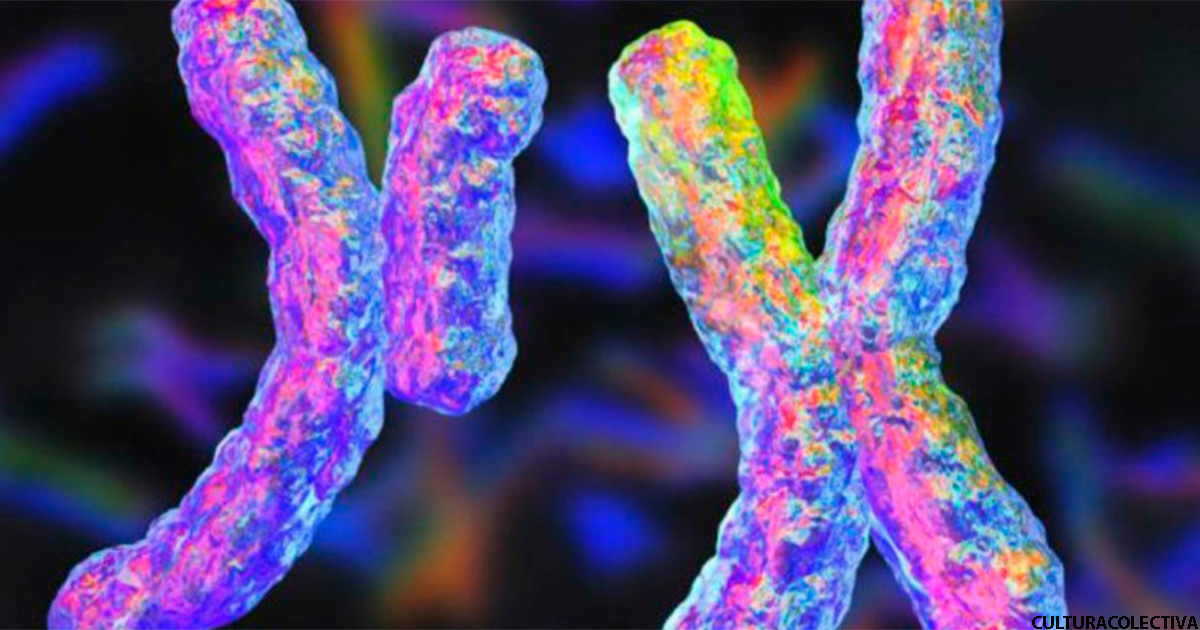 Ученые говорят, что Y хромосома рано или поздно может исчезнуть