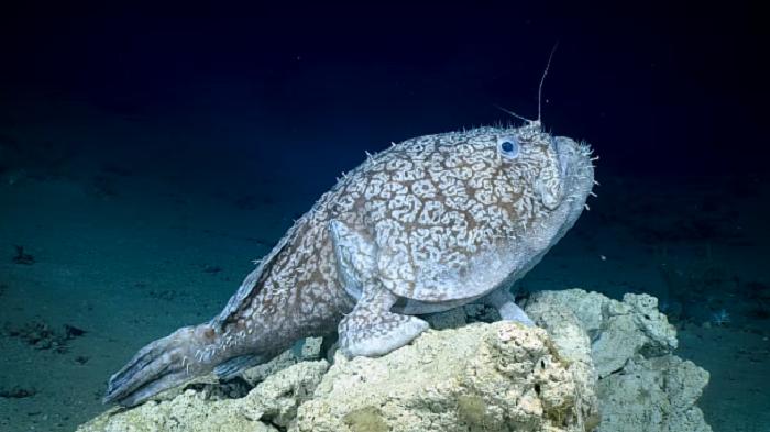 Неуловимая «ходячая рыба», редко встречающаяся в водах Флориды, попала в кадр океанографов