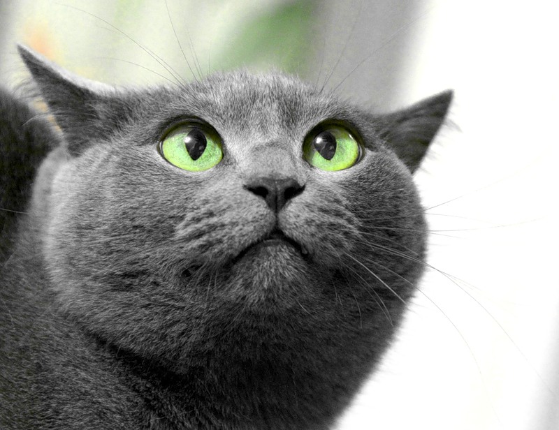 Может, и вы кошачий Шептун? Несколько особенных людей могут читать кошачьи выражения