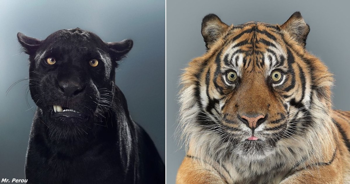 Портреты больших кошек показывают, насколько разными могут быть их характеры