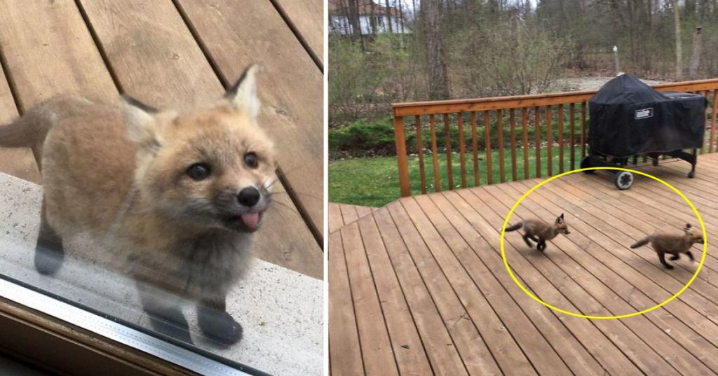 Внимание пользователей Сети привлекли лисички, весело играющие во дворе: фотографии, ставшие вирусными