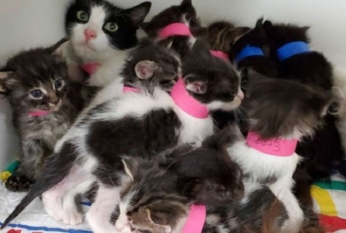 Мужчина нашел на улице кошку с 11 котятами и отвез их к ветеринару. По словам доктора, животное оказалось не совсем обычным