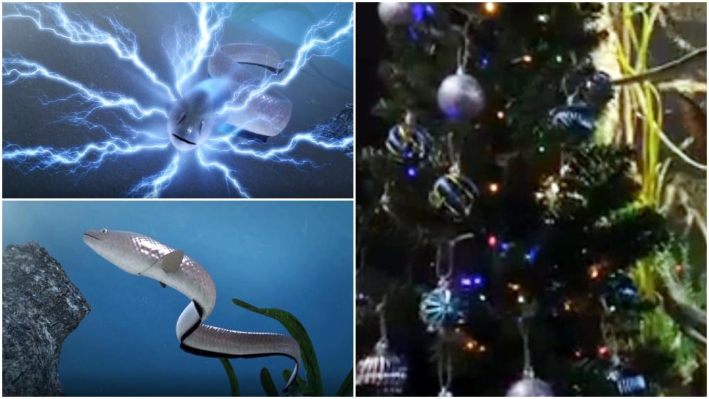 Новогоднее чудо: электрический угорь по имени Мигель Уотсон зажигает рождественскую елку
