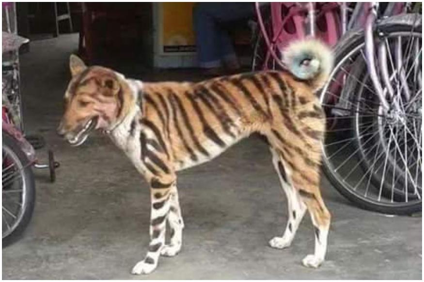 В Индии даже собаки   тигры: фермер перекрасил пса, чтобы отпугивать местных обезьян