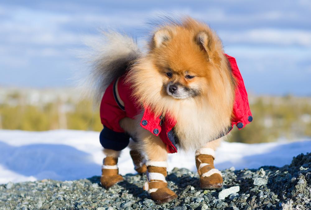 Не забыть об обуви и обеспечить усиленное кормление: почему важно держать своих питомцев в тепле зимой