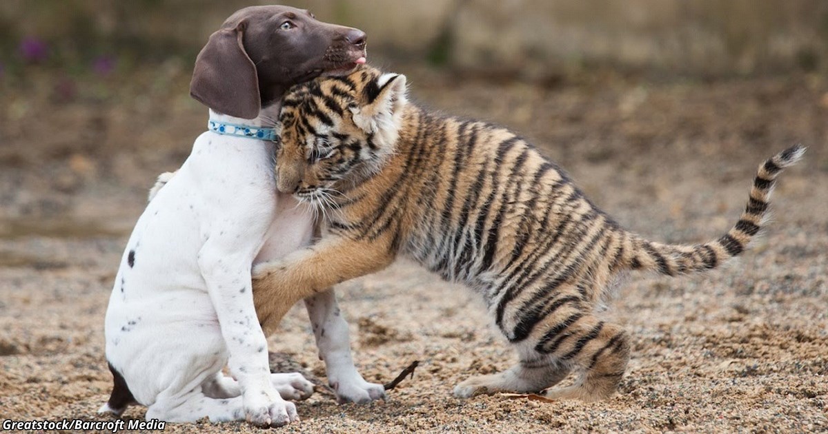 Отвергнутый матерью тигрёнок нашёл лучшего друга — щенка