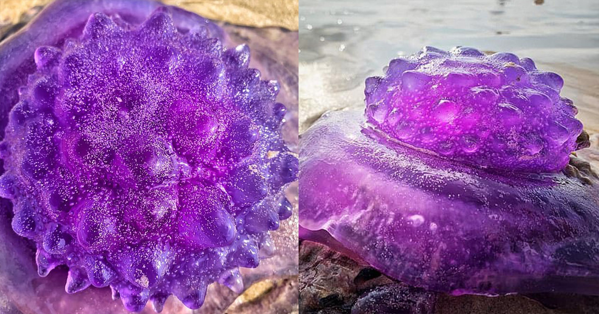 На австралийский пляж выбросило редких фиолетовых медуз. Они просто космос
