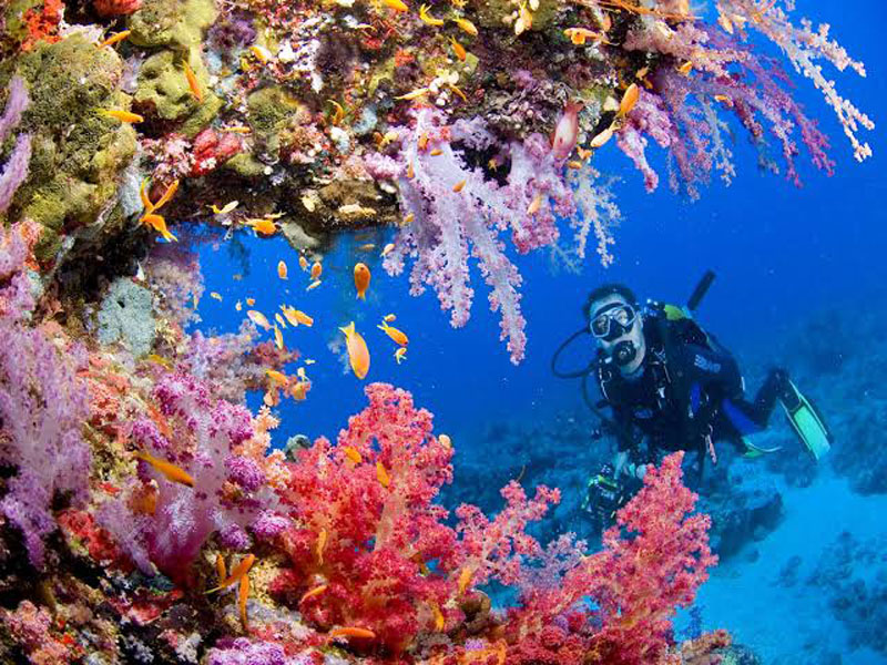 Подводные колонки с  музыкой моря  помогают оживить умирающие коралловые рифы: новые исследования ученых