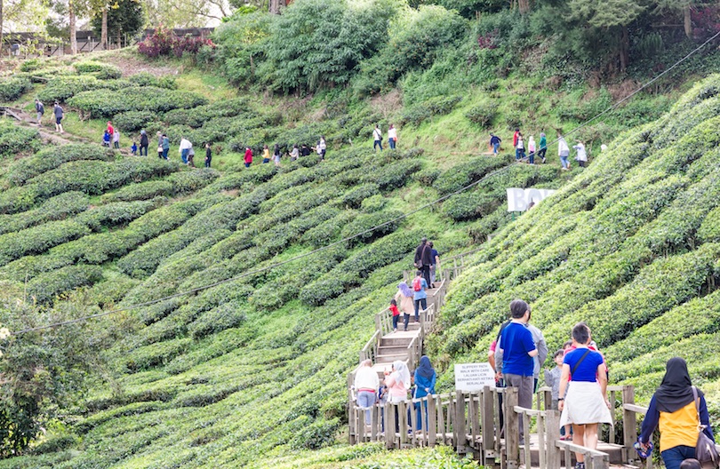 Зеленые холмы, чайные плантации, клубничные фермы   и все это прямо в горах. Чем привлекает туристов Камерон Хайлендс, Малайзия