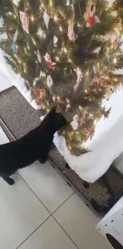 Кошка долго не могла уронить  странную  елку. Хозяева были довольны, что их лайфхак сработал